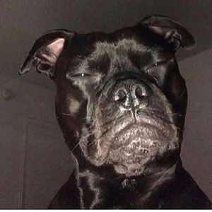 Meet your Posher, Miles